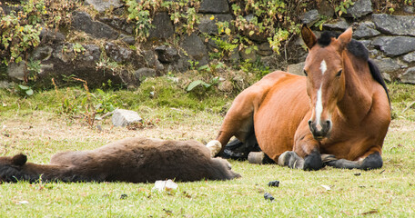Naklejka na ściany i meble Close up Mom horse and baby laying down on grass Huancaya Yauyos Lima Peru