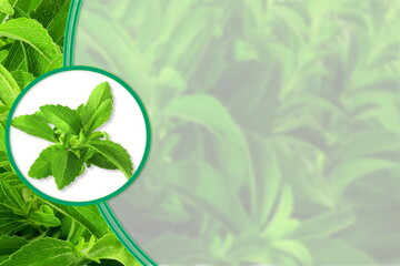 fresh green Stevia rebaudiana herb leaves on blurred green plant for health,food related concept background with copy space   