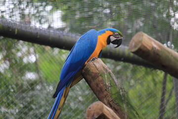 blue-and-yellow macaw on a branch © CyroHenrique