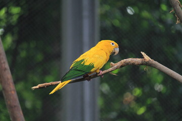 A golden parakeet