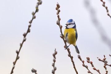 Obraz premium Eurasian blue tit sitting on a catkin or ament flower and sing ( Cyanistes caeruleus )
