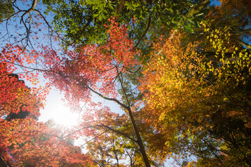 環境芸術の森の紅葉（佐賀県唐津市）