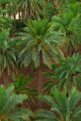 Obraz na płótnie Canvas Dates palm farm in Saudi Arabia