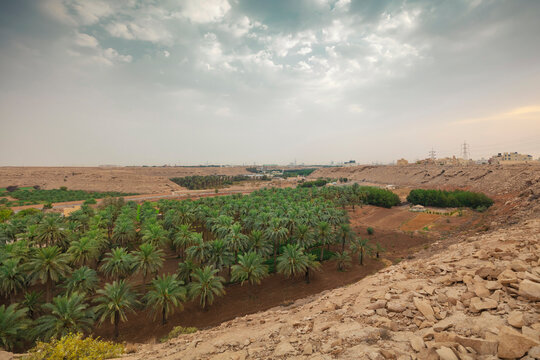 Dates Palm Farm In A Valley