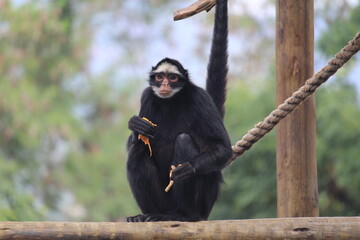A spider monkey eating