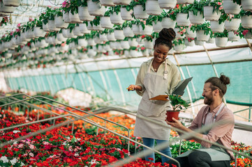 Multiracial florists working in a green house plant nursery