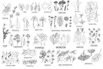 Fototapeta na wymiar A set of medicinal plants and trees of leaves and fruits with names, in sketch style. Chamomile, clover, birch, viburnum nettle and acacia, with rosehip and oak. Sea buckthorn , rye and currant