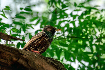 Close shot of a bird sitting on a branch against a green background.