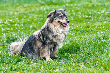 A close shot of a happy Mini Australian Shepard dog sitting on grass on a sunny day.