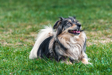 A close shot of a happy Mini Australian Shepard dog sitting on grass on a sunny day.