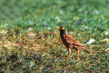 A Myna bird sitting on grass in the park.