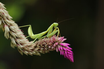 mantis in flower