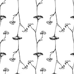 a pattern from the inflorescence of parsley seeds of a plant flower. template of hand-drawn edible plants flower parsley seeds, black outline with on white for floral label design