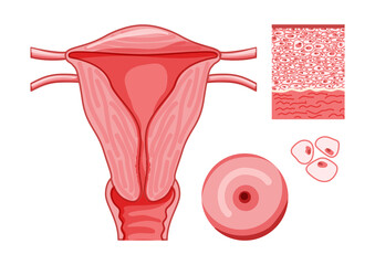 Female reproductive system with cels and parts Frontal view in a cut. Human anatomy internal organs location scheme uterus vagina icon. Vector medical illustration flat pink red color concept isolated