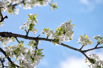 Twigs of cherry tree with white blossoming flowers in early spring