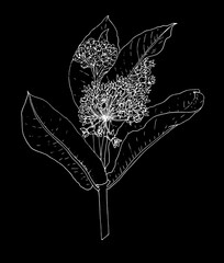 Asclepias vector drawing in a realistic style. A sketch-style Asclepias twig with leaves and flower heads isolated black outline on a white background for the invitation design template packaging