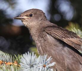 a juvenile catbird in a tree