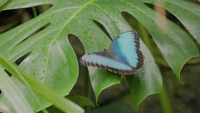 a slow motion rear view of a blue morpho butterfly opening and closing its wings while resting on a leaf in costa rica