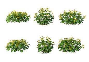 Obraz premium Plants and flowers on a white background