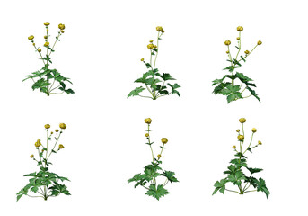 Plants and flowers on a white background