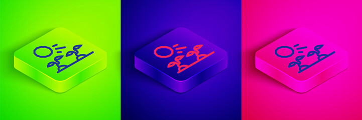 Isometric line Plant sprouts grow in the sun icon isolated on green, blue and pink background. Seedling concept. Square button. Vector