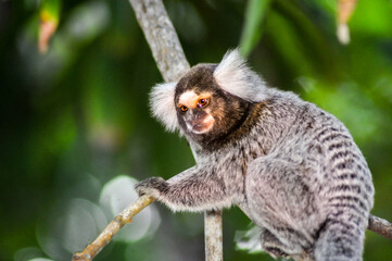 monkey, wild animal watching in the middle of the forest