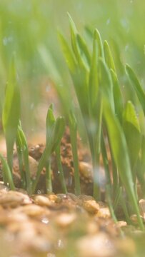 SLOW MOTION, MACRO, DOF: Irrigation system waters a newly sown yard. Glassy drops of water get sprayed across the sprouting grassfield. Seeds are scattered between growing blades of lush green grass.