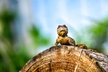 wild lizard observing its habitat