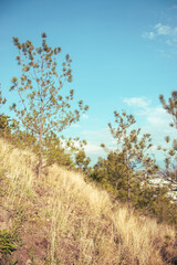 trees on the slope of a mountain
