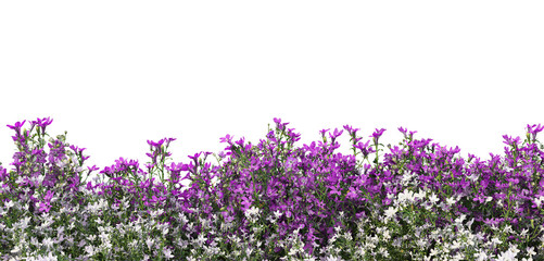 Colorful flower garden on a white background