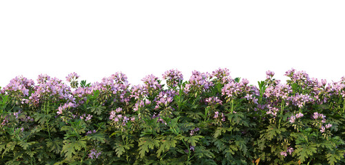 Colorful flower garden on a white background