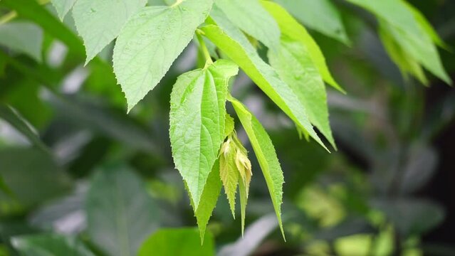 Muntingia calabura leaves (Kersen, , capulin blanco, cacaniqua, nigua, niguito, Jamaican cherry). This plant has red small fruit, juicy and sweet