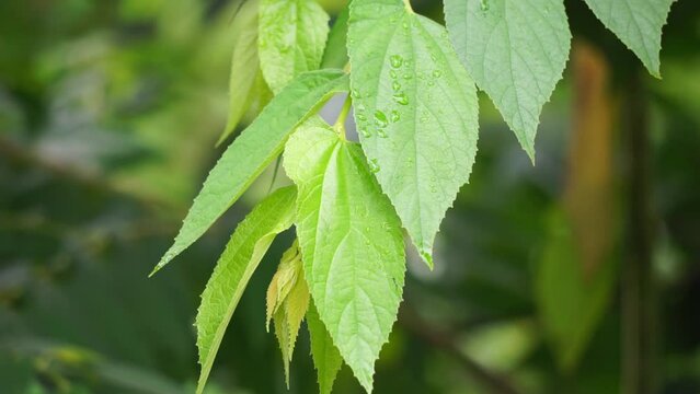 Muntingia calabura leaves (Kersen, , capulin blanco, cacaniqua, nigua, niguito, Jamaican cherry). This plant has red small fruit, juicy and sweet
