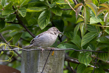 The house sparrow (Passer domesticus). The female on the fence.