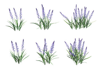 Shrubs and flowers on a white background