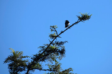 Australian Magpie-Lark (Grallina cyanoleuca)
