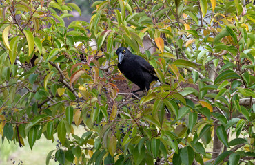 Australian Pied Currawong (Strepera graculina)