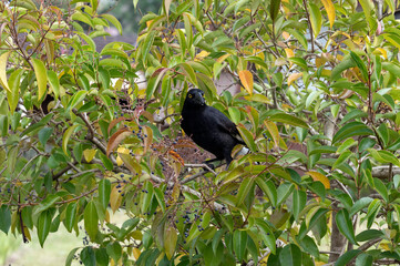 Australian Pied Currawong (Strepera graculina)