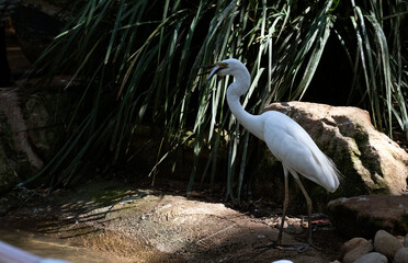 Egret (Ardea alba)