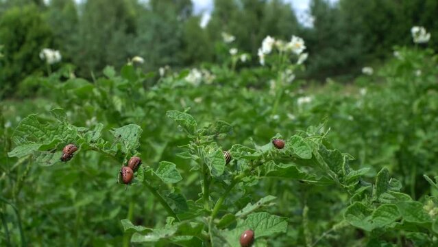 Colorado potato beetle females are very prolific and are capable of laying over 500 eggs in a 4- to 5-week period