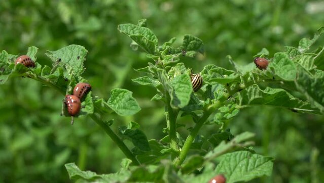 Colorado potato beetle females are very prolific and are capable of laying over 500 eggs in a 4- to 5-week period
