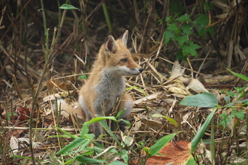 何かを見つめているキタキツネの子供
