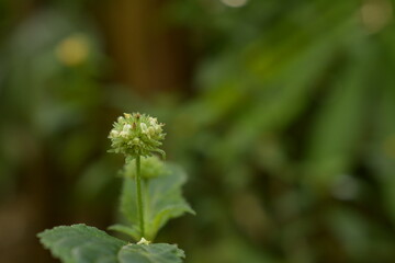 green grass flower with blur background