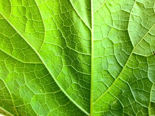 green leaf texture