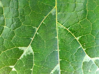 green leaf texture