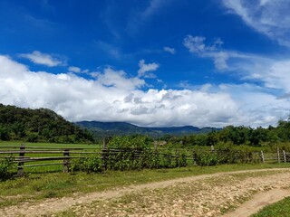 Fototapeta premium vineyard