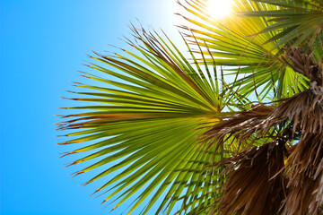 Fototapeta premium Palms in Israel