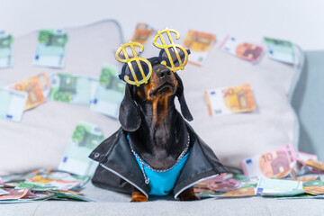  Stylish dachshund puppy in leather jacket, dollar glasses sits on sofa littered with euro bills....