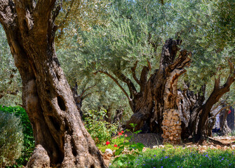 Garden of Gethsemane, Holy Land