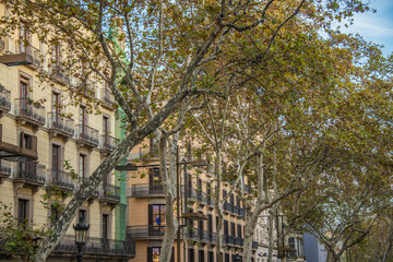 european street with tree